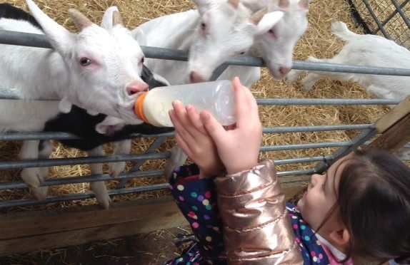 EYFS Trip to Cockfields Farm