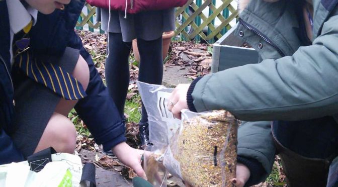 Eco-friendly bird feeders